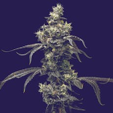 Cookies n Cream | 3.5g