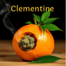 Clementine - 7g