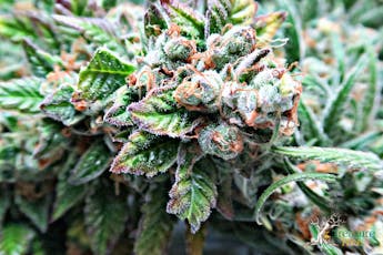 Honey Banana x Zkittlez