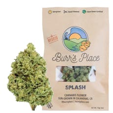 Burr's Place | Splash (H) | 14g Sungrown Flower
