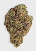 Silky Gelato B's