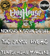 Noxious x Sour Diesel (Doghouse)