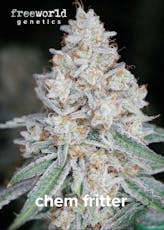Chem Fritter FreeWorld Genetics Clone Hybrid