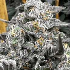 Jealousy 3.5 gm Prepackaged