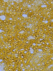 Black Maple - Shatter 1g