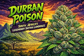 Durban Poison