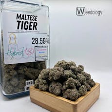 Maltese Tiger (S-H)