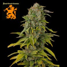 (REC) Death By Funk Buds - Dutch Touch Genetics