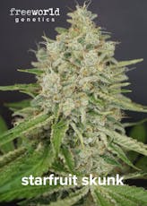 Starfruit Skunk #7 FreeWorld Genetics Clone Sativa