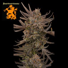 (REC) Big Smooth #6 Buds - Dutch Touch Genetics - REC - 7g - Packed