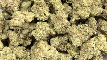 Jungle Juice (Hotbox Farms)