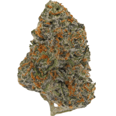 Blueberry Cupcake