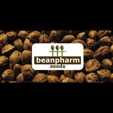 Lemon Dream 5 Pack Seeds