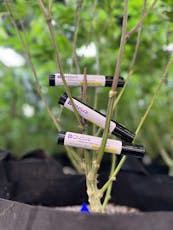 Bonsai Preroll 1g (I) Relax