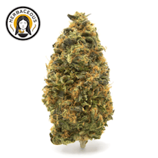 Flower - Donny Burger (I)