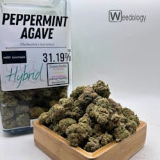 Peppermint Agave (H)