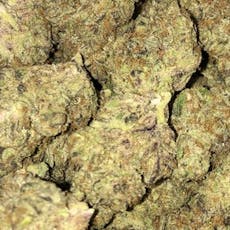 Wonder Dawg (Hotbox Farms)