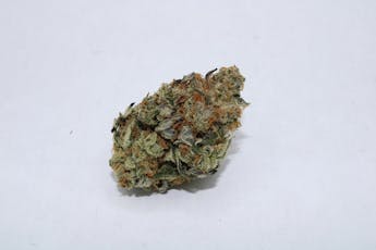 SG - Dream Eater - 7G PrePack