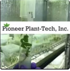 Pioneer Plant Tech | Strawberry x Lemon AK Fresh Cured Pre-Roll 0.5g