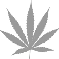 Champaign Kush