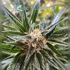 Bio Blue Dream