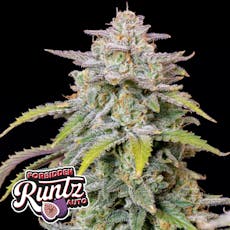 420FastBuds 5pk Seeds