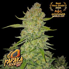 420FastBuds 5pk Seeds