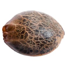 34 Street Seed Co. - Grandaddy Purps - 5 Pack