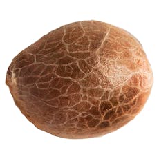 34 Street Seed Co. - Jack Herer - 5 Pack