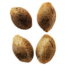 Weathered Islands - Lemon Sunshine Feminized Seeds - 4 Pack