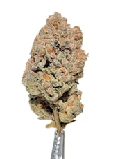 SALT SPRING MAGIC - HIPPIE DIESEL LTO - 3.5 GRAM