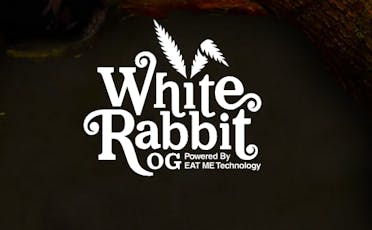 White Rabbit OG | Rapid Blackberry Devine | 1:4 | 4 x 2.5mg