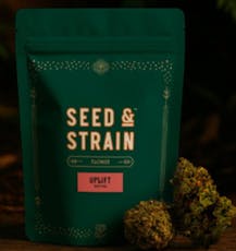 Mega Squirt | Seed and Strain