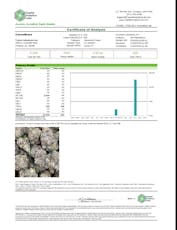 Guccizz Luxury High THCA Pre-Rolls (1.2G) 1-ct / Gelato 47 (H) 33%