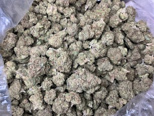 G41 THCa Flower (Indoor) / 28 Grams (1 Oz)