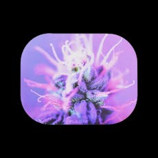 Pulsar Magnetic Tray Lid / Flowering