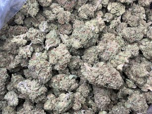 Glazed Apple THCa Flower (Indoor) / 28 Grams (1 Oz)