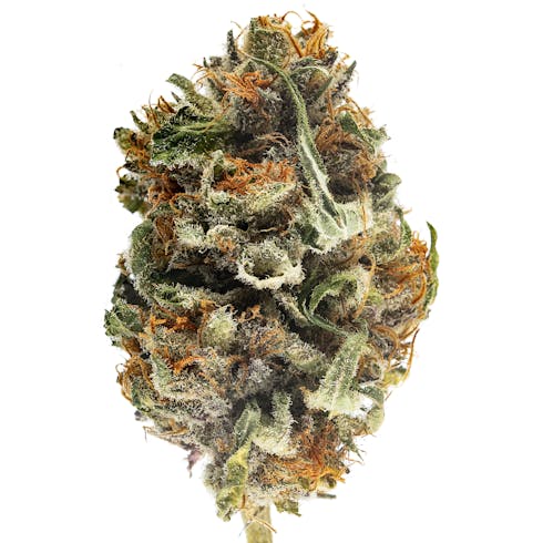 Lotus Gold Cannabis Flower Snow Goddess
