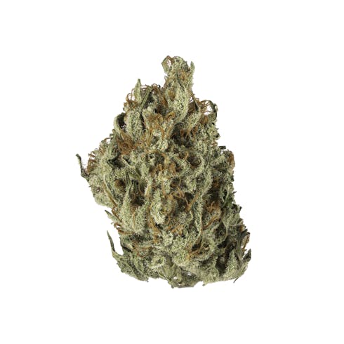 Lotus Gold Cannabis Flower Jack Monkey